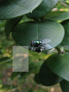 征收决定公告必违法 征收决定公告必违法
