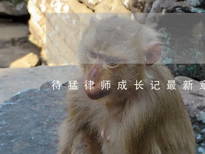 待猛律师成长记最新章节目录 待猛律师成长记最新章节目录