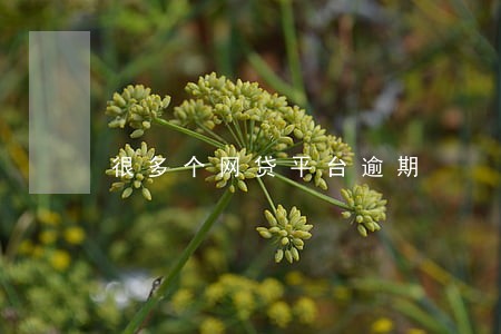 很多个网贷平台逾期