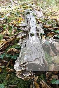 很多张信用卡逾期一年怎么办