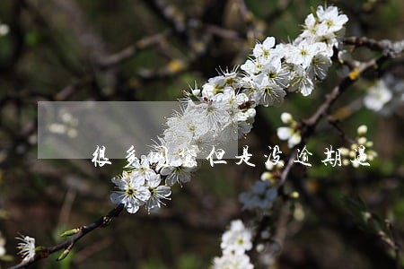 很多网贷但是没逾期过