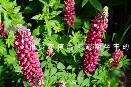 很少有信用卡逾期坐牢的 很少有信用卡逾期坐牢的