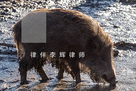 律伴李辉律师