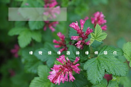 律兜法律咨询律师简介 律兜法律咨询律师简介