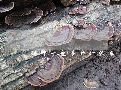 律师一般多开什么车 律师一般多开什么车