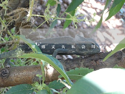 律师丈夫私会同学 律师丈夫私会同学