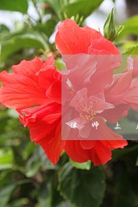 律师上庭时开了猫头滤镜 律师上庭时开了猫头滤镜