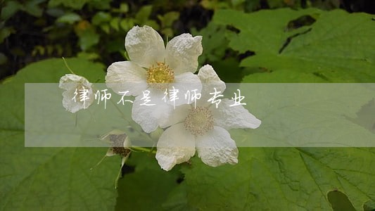 律师不是律师专业