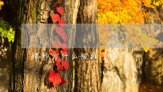 律师为什么被抓了呢 律师为什么被抓了呢