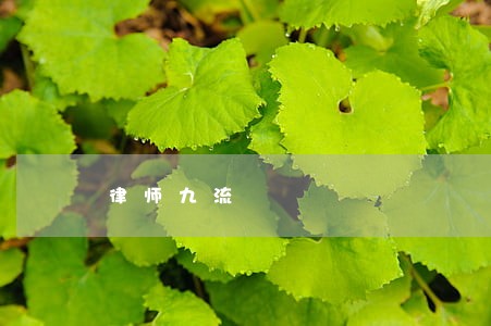 律师九流 律师九流