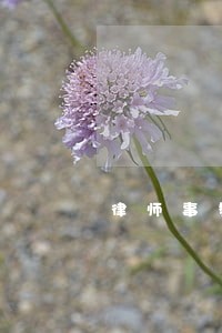 律师事务所代理合同文档