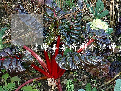 律师事务所哪个律师函 律师事务所哪个律师函