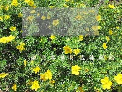 律师事务所找律师吗 律师事务所找律师吗