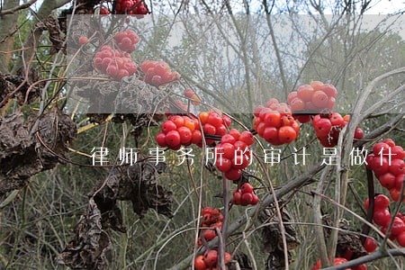 律师事务所的审计是做什么 律师事务所的审计是做什么