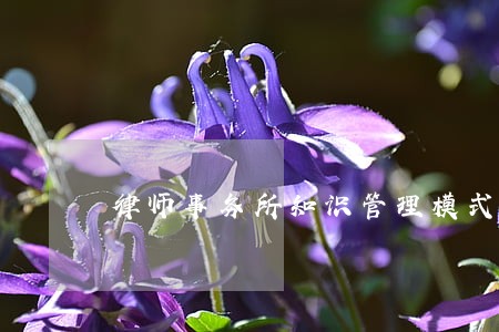 律师事务所知识管理模式调查问卷 律师事务所知识管理模式调查问卷
