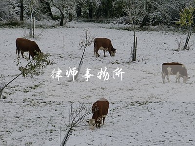 律师事物所 律师事物所
