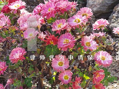 律师代为申请保外就医 律师代为申请保外就医
