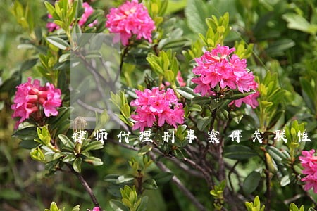 律师代理刑事案件关联性 律师代理刑事案件关联性