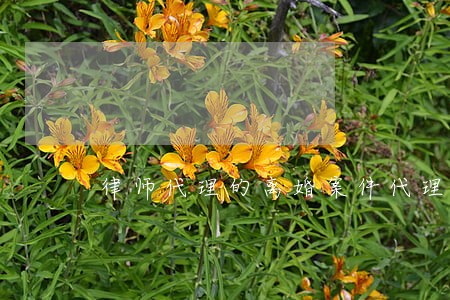 律师代理的离婚案件代理词 律师代理的离婚案件代理词