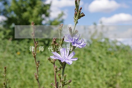 律师代追回 律师代追回