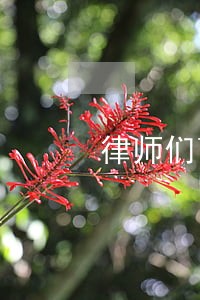 律师们离婚