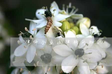 律师企业法律顾问知识 律师企业法律顾问知识