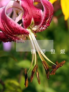 律师但妮 律师但妮