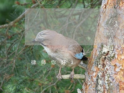 律师你好36 律师你好36