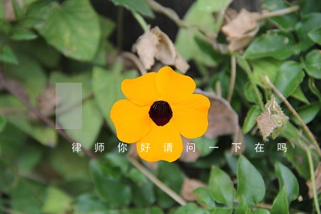 律师你好请问一下在吗 律师你好请问一下在吗