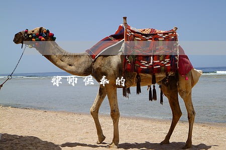 律师供奉的