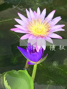 律师债权债务市场 律师债权债务市场