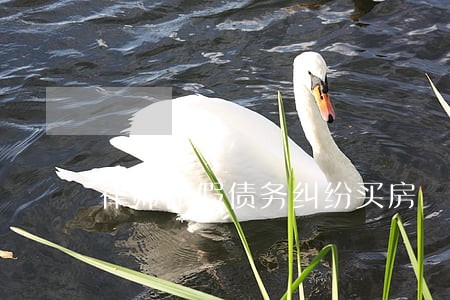 律师做假债务纠纷买房 律师做假债务纠纷买房