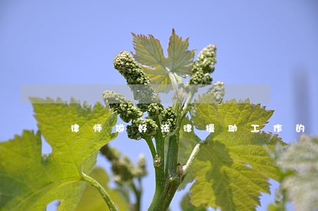 律师做好法律援助工作的意见 律师做好法律援助工作的意见