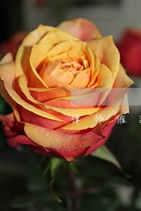 律师催款函不给钱怎么办 律师催款函不给钱怎么办