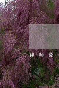 律师免费咨询热线婚姻 律师免费咨询热线婚姻