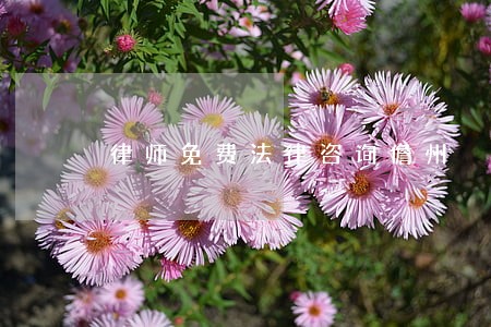 律师免费法律咨询儋州 律师免费法律咨询儋州