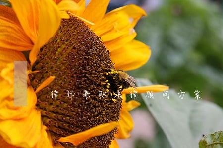 律师兼职法律顾问方案 律师兼职法律顾问方案