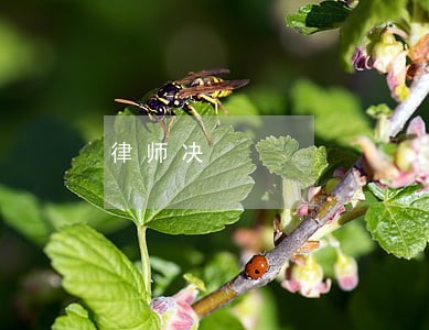 律师决 律师决