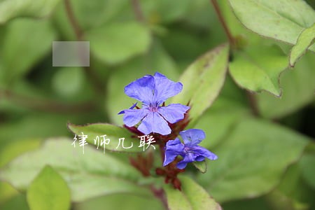 律师几联 律师几联