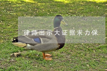 律师出示大证据求力保