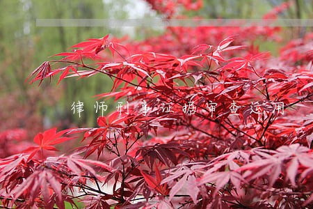 律师刑事证据审查运用 律师刑事证据审查运用
