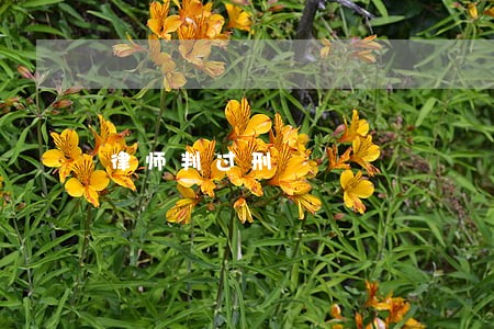 律师判过刑 律师判过刑