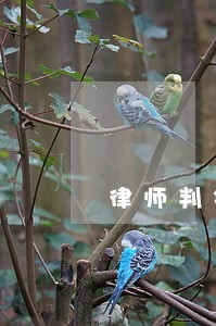 律师判错案 律师判错案