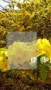 律师前途如何 律师前途如何