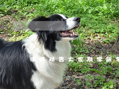 律师劝告大家别学飙车 律师劝告大家别学飙车
