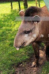 律师办案经费可以不收取吗 律师办案经费可以不收取吗