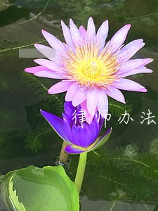 律师办法律援助案件 律师办法律援助案件
