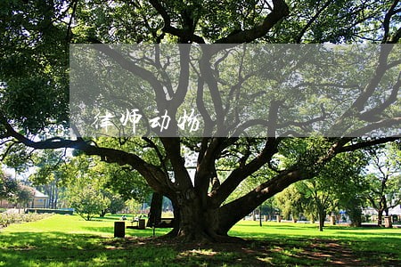 律师动物 律师动物