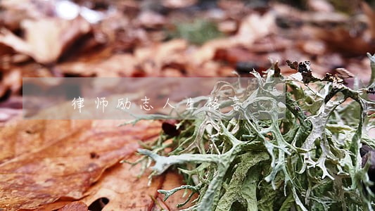 律师励志人生格言 律师励志人生格言