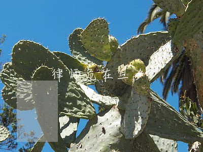 律师危在旦夕 律师危在旦夕